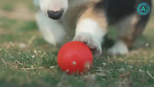 💥 Seu cachorro entediado e destruindo tudo? Resolva isso agora.